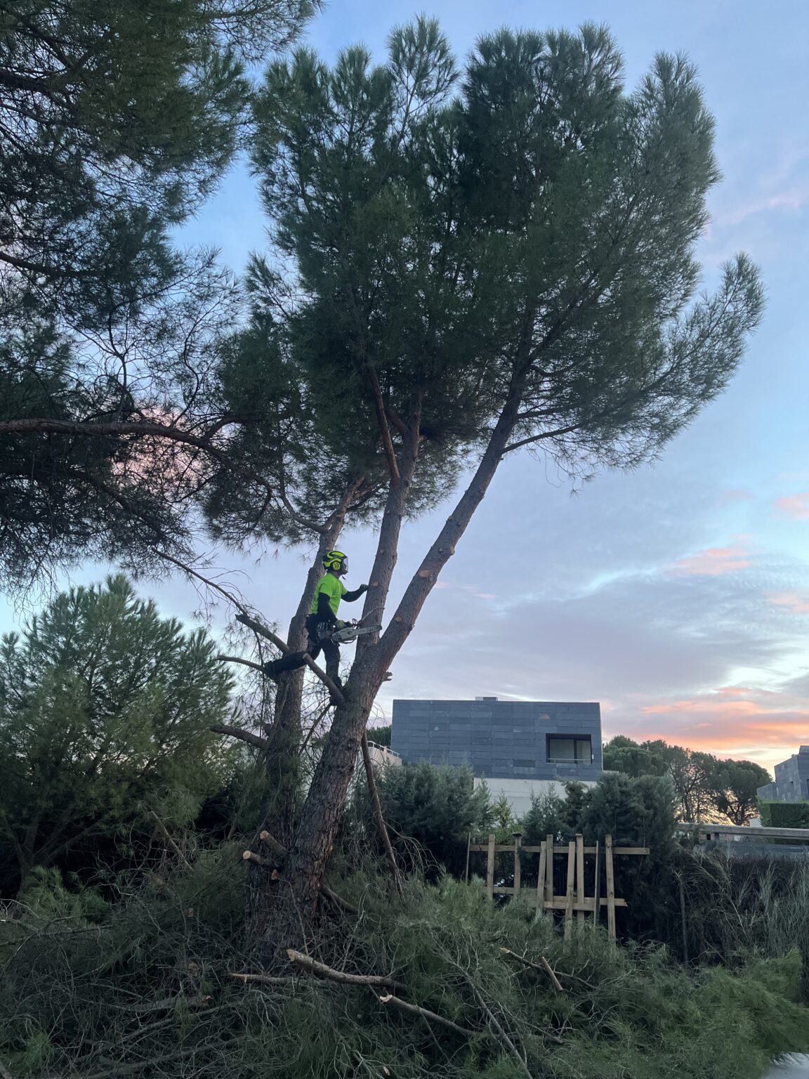 atardecer pino jesus