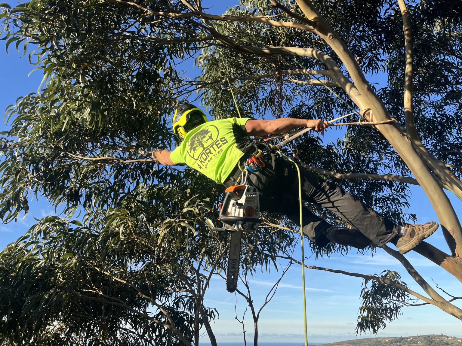 foto arbol apes cabaña