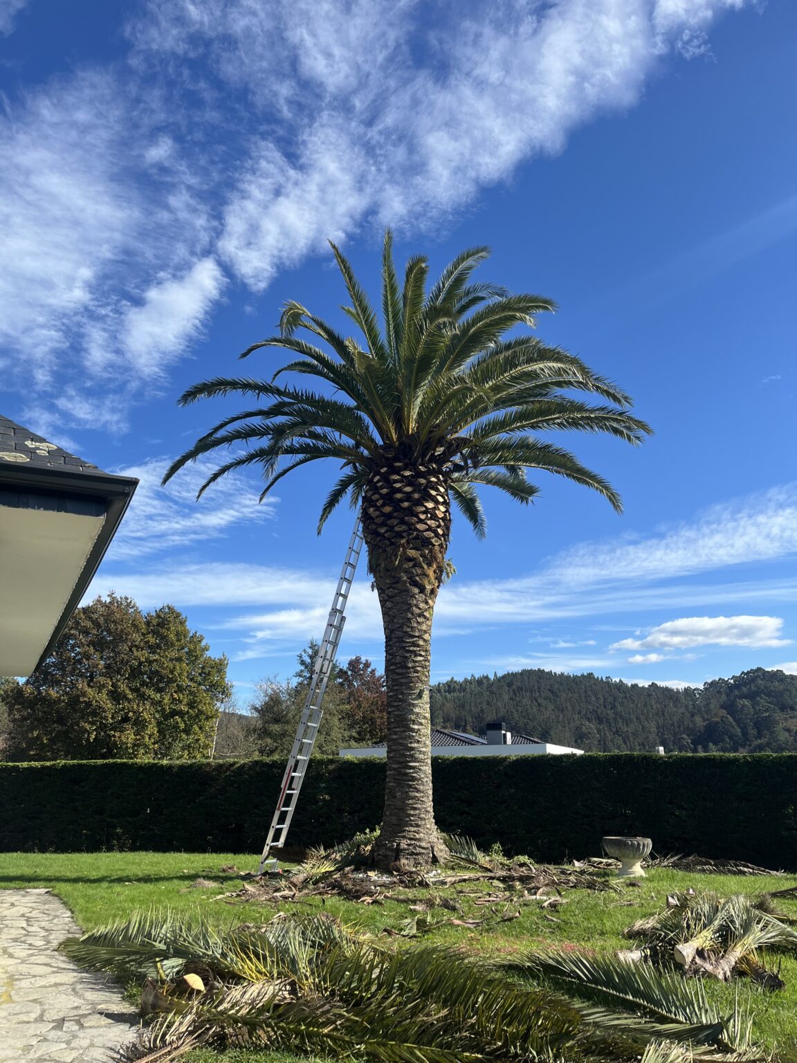 palmera pilar cortada